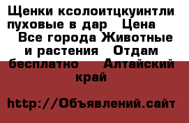 Щенки ксолоитцкуинтли пуховые в дар › Цена ­ 1 - Все города Животные и растения » Отдам бесплатно   . Алтайский край